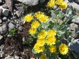 doronic - Doronicum grandiflorum, Famille : Asteraceae
8/07/2020 - Lac de l&#039;Eychauda, Vallouise (Hautes-Alpes)