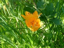 lis_orange - Lilium bulbiferum
Famille : Liliaceae
26/06/2020 - Lacs de Pétarel, Valgaudemar (Hautes-Alpes)