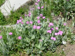 lychnis_flos-jovis - Lychnis flos-jovis ou Silène flos-jovis
Famille : Caryophyllaceae
25/06/2020 - Le Laton, Champsaur (Hautes-Alpes)