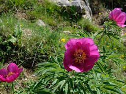 pivoine_officinale - 13/06/2021 - crête de la Bernarde, pré-alpes du sud
Paeonia officinalis