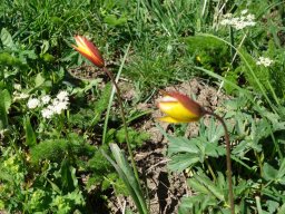 tulipe_sauvage-2a - La Bernarde, pré-Alpes du sudJuin 2021