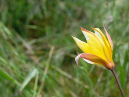 tulipe_sauvage-b - La Bernarde, pré-Alpes du sudJuin 2021