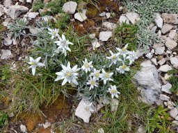 edelweiss - 3/07/2020 - montagne du Glandasse (Drôme)