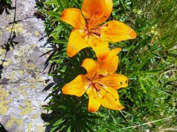 lis_orange-2 - Lilium bulbiferum, Famille : Liliaceae
7/07/2020 - Vallée des Bans, Vallouise (Hautes-Alpes)