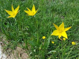 tulipe_sauvage-a - La Bernarde, pré-Alpes du sudJuin 2021