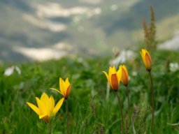 tulipe_sauvage-c - La Bernarde, pré-Alpes du sudJuin 2021